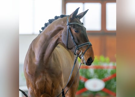 Koń westfalski, Wałach, 6 lat, 168 cm, Gniada