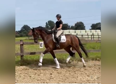 Koń westfalski, Wałach, 6 lat, 170 cm, Gniada