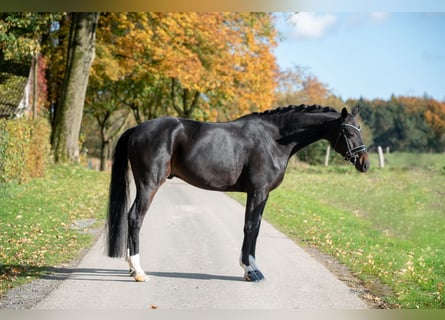 Koń westfalski, Wałach, 6 lat, 174 cm, Ciemnogniada