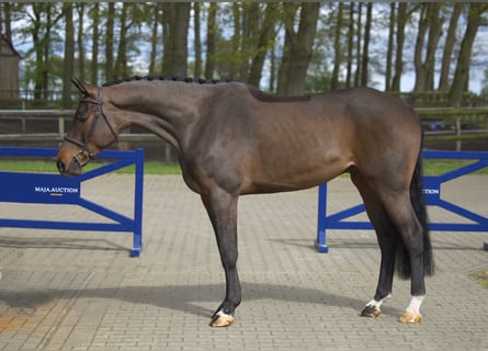 Koń westfalski, Wałach, 6 lat, 174 cm, Gniada