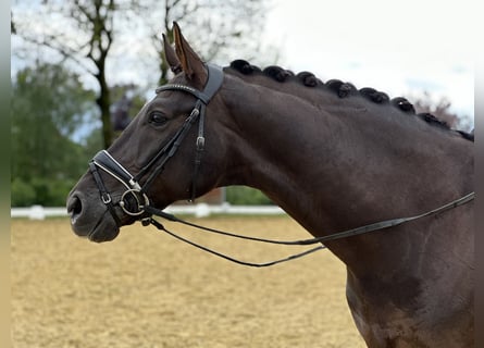 Koń westfalski, Wałach, 6 lat, 176 cm, Ciemnokasztanowata