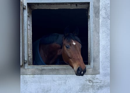 Koń westfalski, Wałach, 6 lat, 178 cm, Gniada