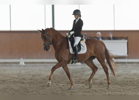 Koń westfalski, Wałach, 7 lat, 165 cm, Kasztanowata