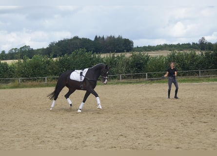 Koń westfalski, Wałach, 7 lat, 169 cm, Ciemnogniada