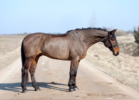 Koń westfalski, Wałach, 7 lat, 175 cm