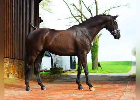 Koń westfalski, Wałach, 8 lat, 171 cm, Kara