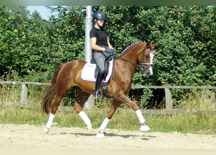 Koń westfalski, Wałach, 9 lat, 162 cm, Kasztanowata