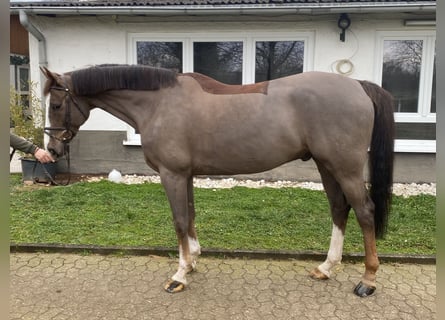 Koń westfalski, Wałach, 9 lat, 168 cm, Ciemnokasztanowata