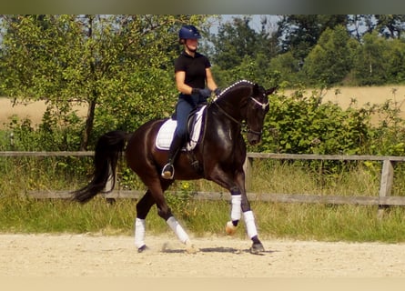 Koń westfalski, Wałach, 9 lat, 170 cm, Kara