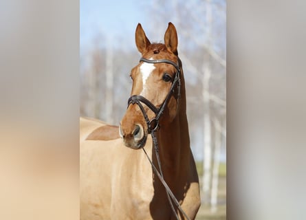 Koń westfalski, Wałach, 9 lat, Kasztanowata