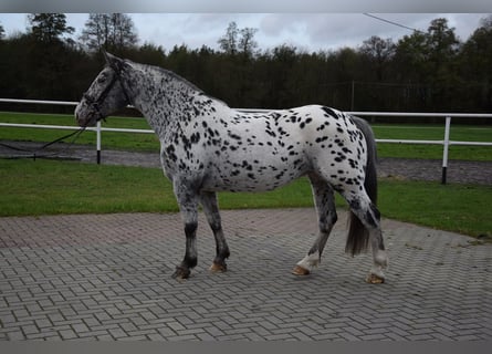 Koń wielkopolski Mix, Klacz, 10 lat, 162 cm, Tarantowata