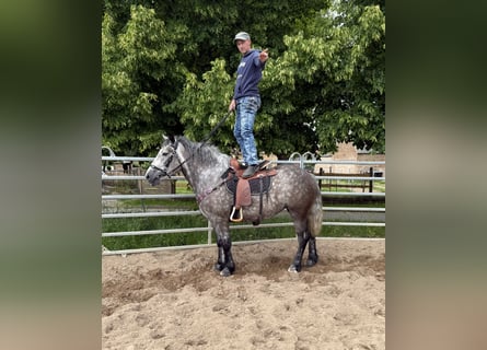 Koń wielkopolski Mix, Klacz, 3 lat, 155 cm, Siwa jabłkowita