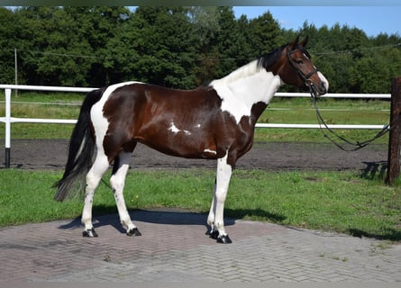Koń wielkopolski, Klacz, 4 lat, 165 cm, Srokata