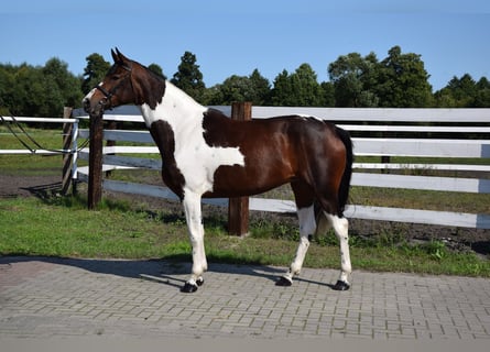 Koń wielkopolski, Klacz, 4 lat, 167 cm, Srokata