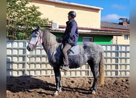 Koń wielkopolski, Klacz, 6 lat, 160 cm, Siwa jabłkowita