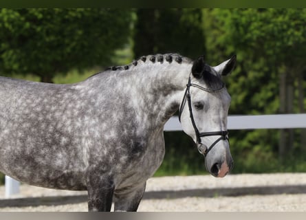 Koń wielkopolski, Klacz, 6 lat, 162 cm, Siwa