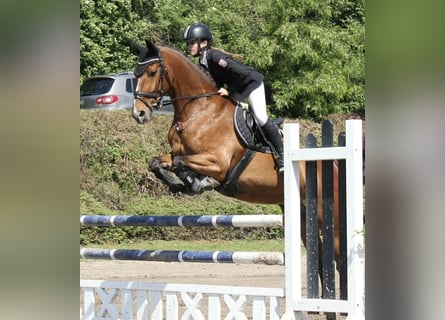 Koń wielkopolski, Klacz, 9 lat, 165 cm, Gniada