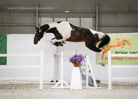 Koń wielkopolski, Ogier, 3 lat, 167 cm, Srokata