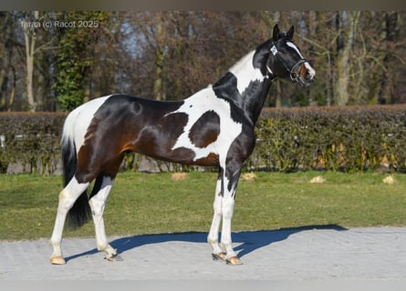 Koń wielkopolski, Ogier, 3 lat, 169 cm, Srokata