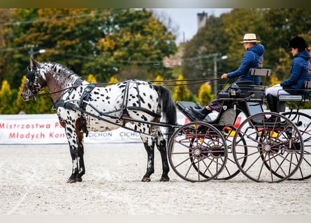 Koń wielkopolski, Ogier, 9 lat, 165 cm, Tarantowata