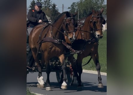 Koń wielkopolski, Wałach, 11 lat, 170 cm, Gniada