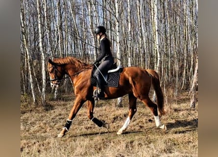 Koń wielkopolski, Wałach, 5 lat, 165 cm, Kasztanowata