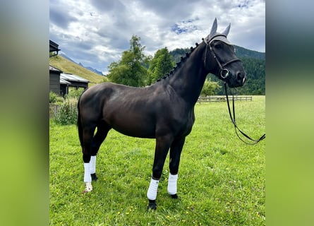 Koń wielkopolski, Wałach, 5 lat, 166 cm, Kara