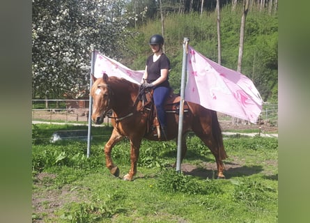 Koń wielkopolski, Wałach, 15 lat, 158 cm, Kasztanowata