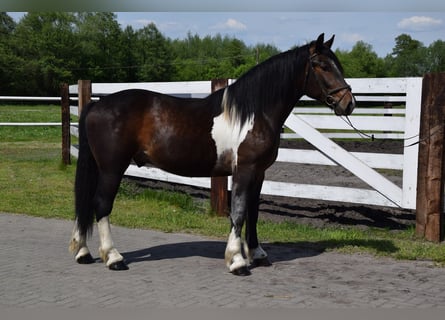 Koń wielkopolski Mix, Wałach, 2 lat, 165 cm, Srokata