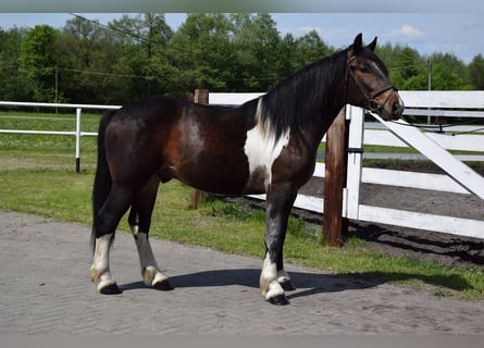 Koń wielkopolski Mix, Wałach, 2 lat, 167 cm, Srokata