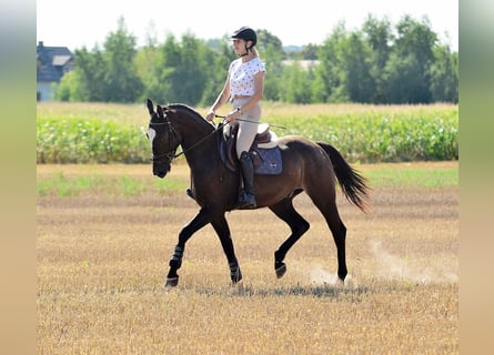 Koń wielkopolski, Wałach, 3 lat, 164 cm, Tarantowata