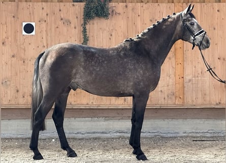 Koń wielkopolski, Wałach, 3 lat, 166 cm, Siwa