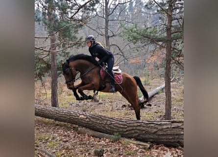 Koń wielkopolski, Wałach, 4 lat, 160 cm, Gniada