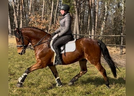 Koń wielkopolski, Wałach, 5 lat, 161 cm, Gniada