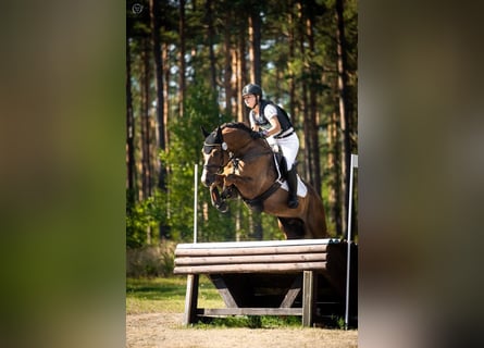 Koń wielkopolski, Wałach, 5 lat, 170 cm, Ciemnokasztanowata