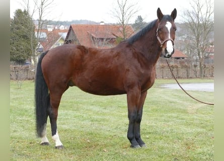 Koń wielkopolski, Wałach, 5 lat, 170 cm, Gniada