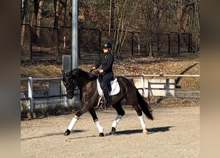 Koń wielkopolski, Wałach, 6 lat, 160 cm, Kara