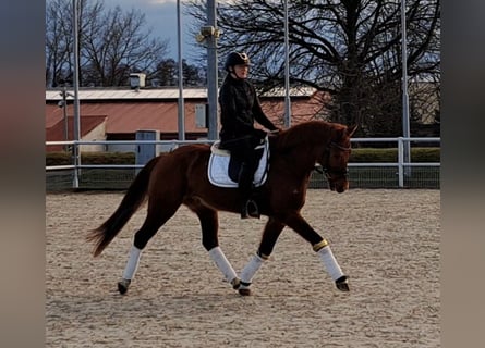 Koń wielkopolski, Wałach, 7 lat, 162 cm, Kasztanowata