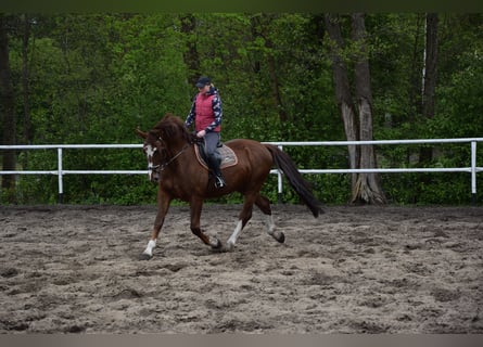 Koń wielkopolski, Wałach, 9 lat, 169 cm, Ciemnokasztanowata