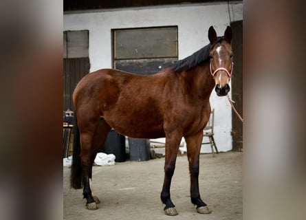 Koń wirtemberski, Klacz, 7 lat, 163 cm, Gniada