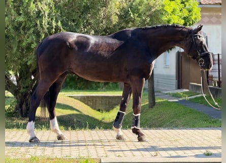 Koń wirtemberski, Wałach, 12 lat, 170 cm, Kara