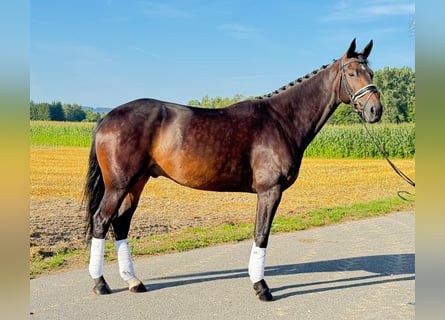 Koń wirtemberski, Wałach, 4 lat, 166 cm, Ciemnogniada