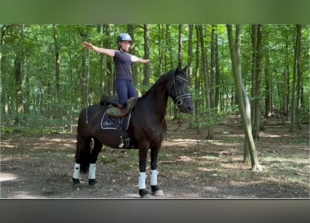 Konie fryzyjskie, Klacz, 11 lat, 157 cm, Kara