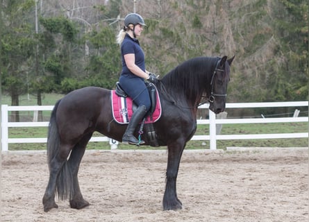 Konie fryzyjskie, Klacz, 11 lat, 164 cm, Kara