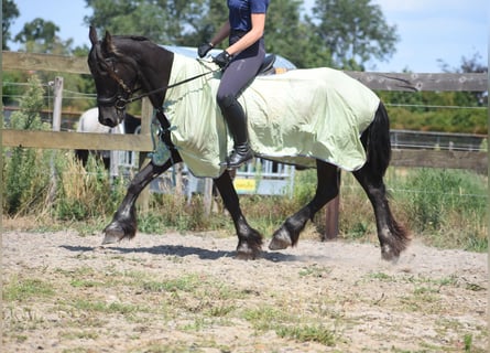 Konie fryzyjskie, Klacz, 22 lat, 160 cm, Kara