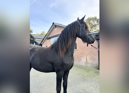 Konie fryzyjskie, Klacz, 2 lat, 165 cm, Kara