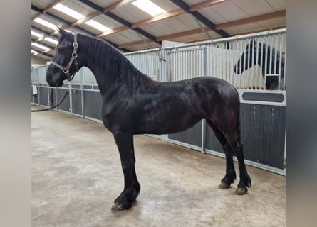 Konie fryzyjskie, Klacz, 3 lat, 157 cm, Kara