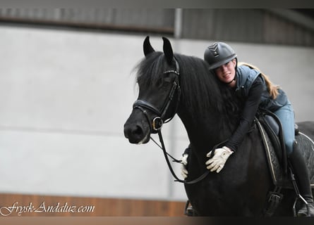 Konie fryzyjskie, Klacz, 3 lat, 162 cm, Kara