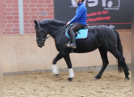 Konie fryzyjskie Mix, Klacz, 3 lat, 166 cm