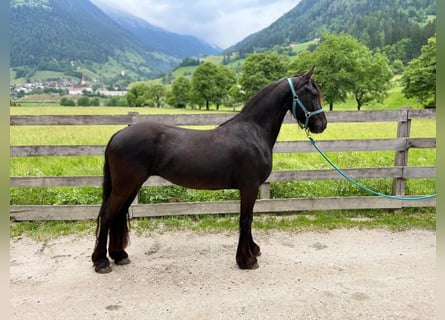 Konie fryzyjskie, Klacz, 3 lat, Kara